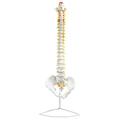 Eisco Bones, Human, Spine, Life Size Model AMCH1007AS